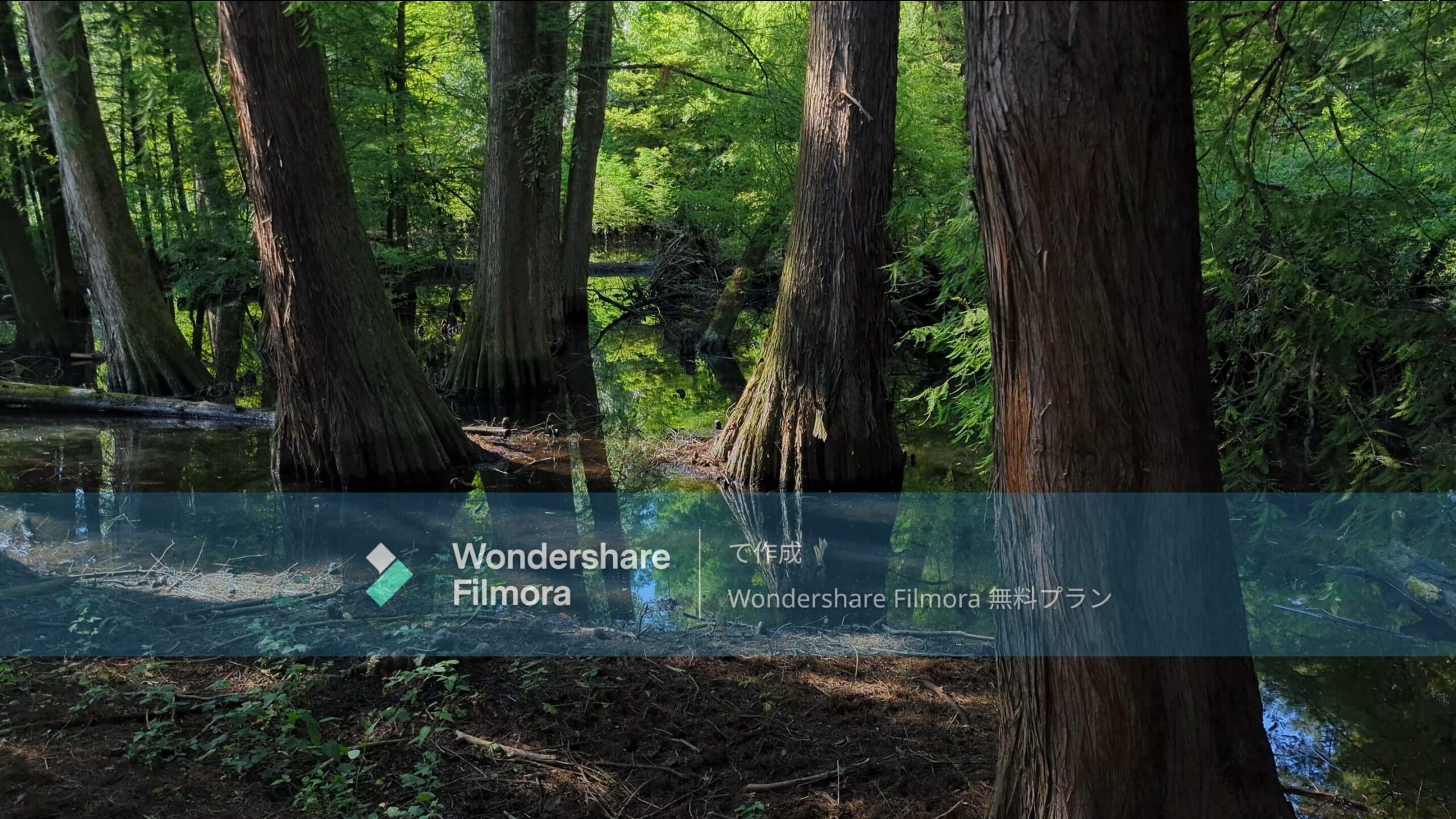 森林の動画にWondershare Filmora無料版の大きなウォーターマークが表示されている書き出し例。無料版では透かしロゴが入ることを示す画面。